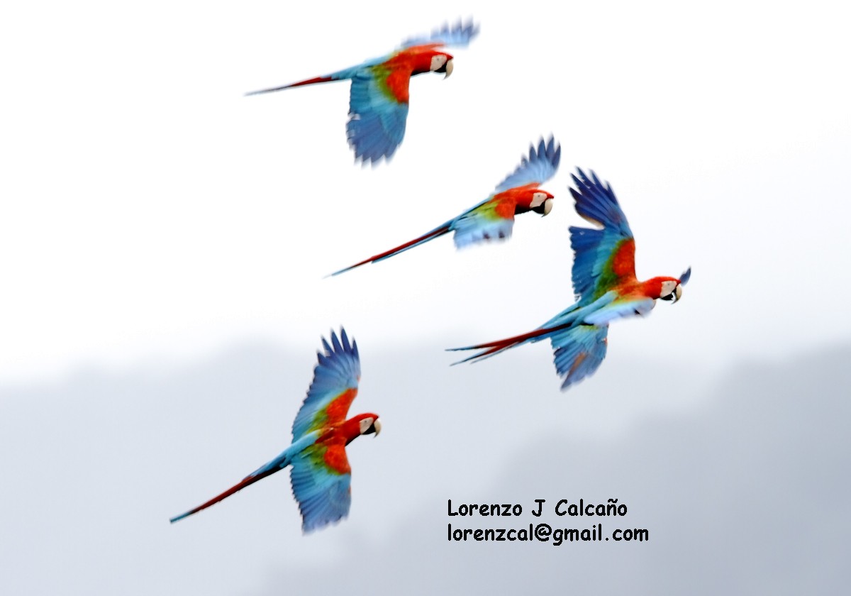 Red-and-green Macaw - ML134154051