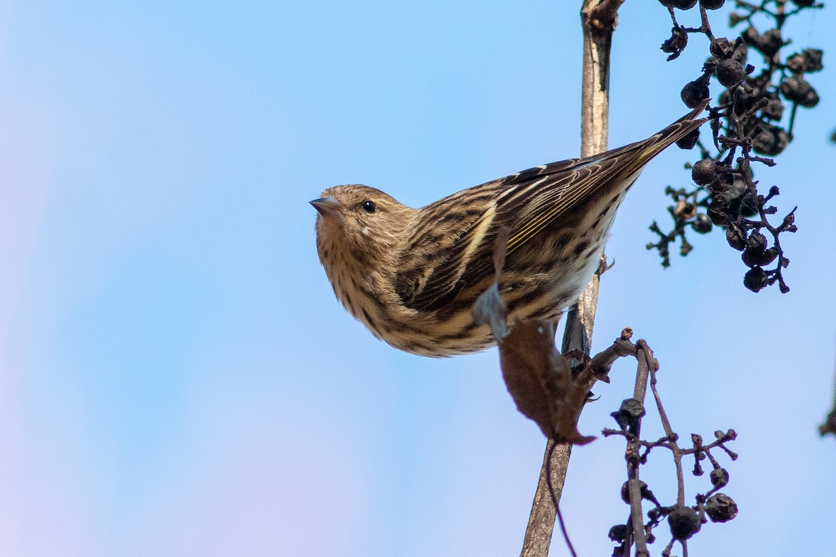 Pine Siskin - Jeff O'Connell