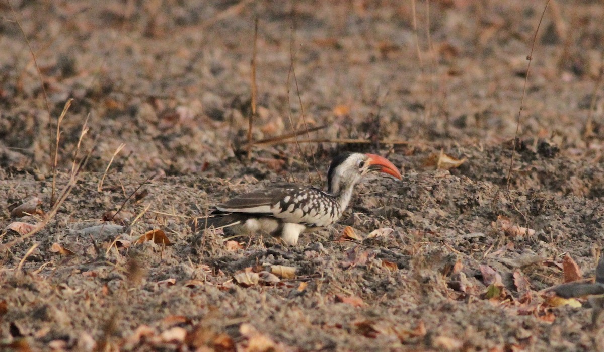 Northern Red-billed Hornbill - Anthony Collerton