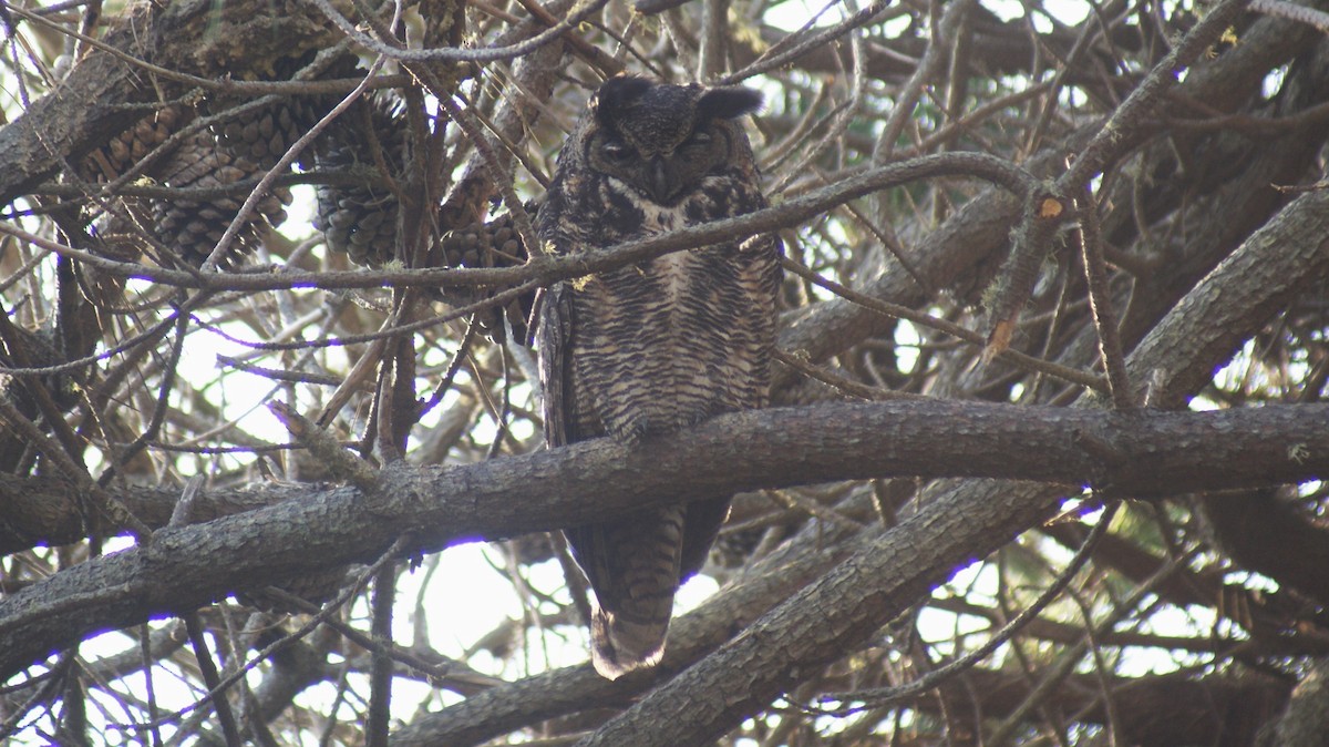 Great Horned Owl - ML134160951