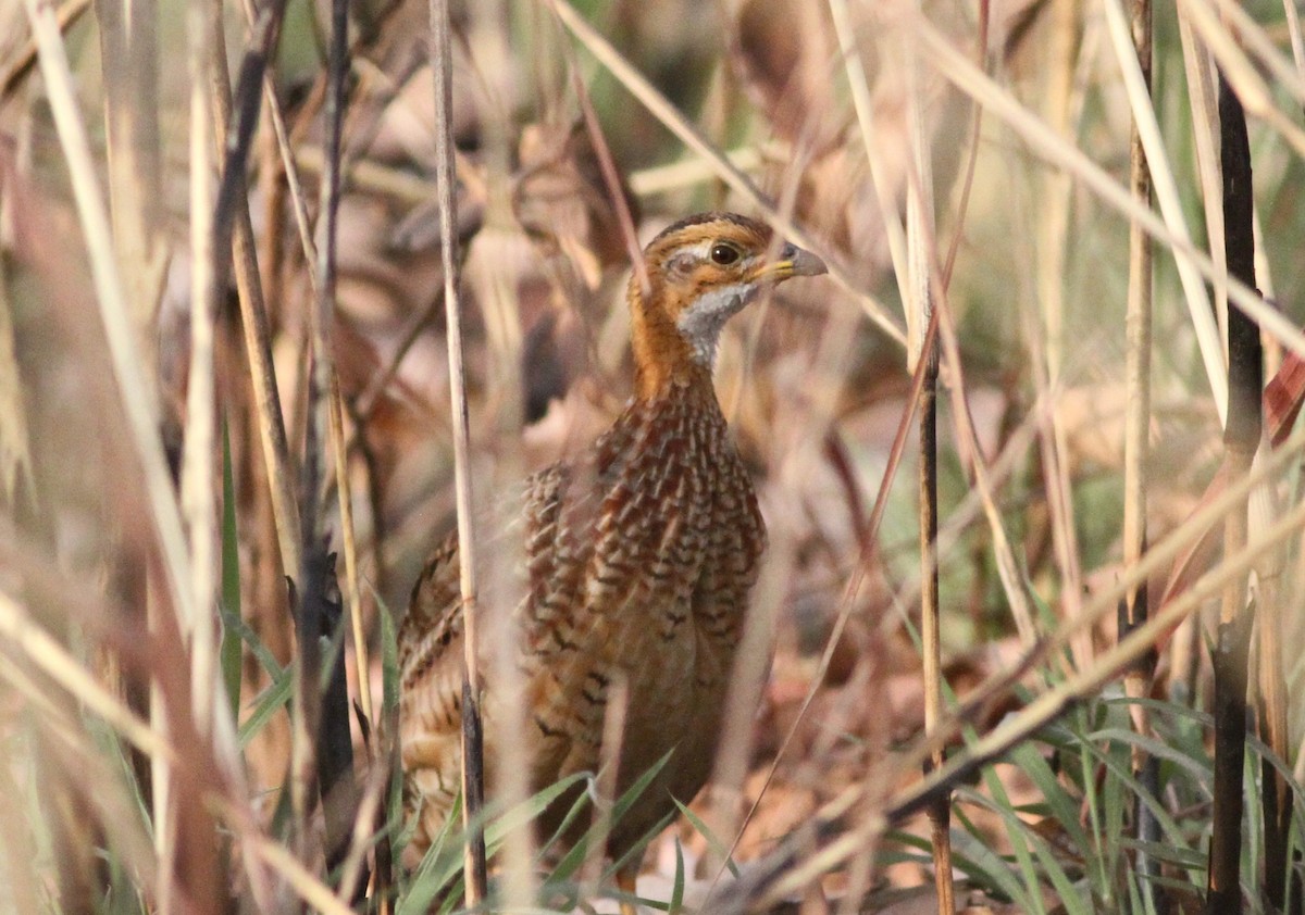 White-throated Francolin - ML134161031