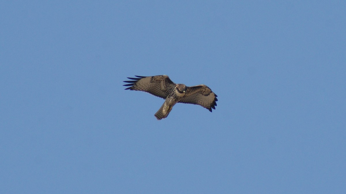 Red-tailed Hawk - ML134161051