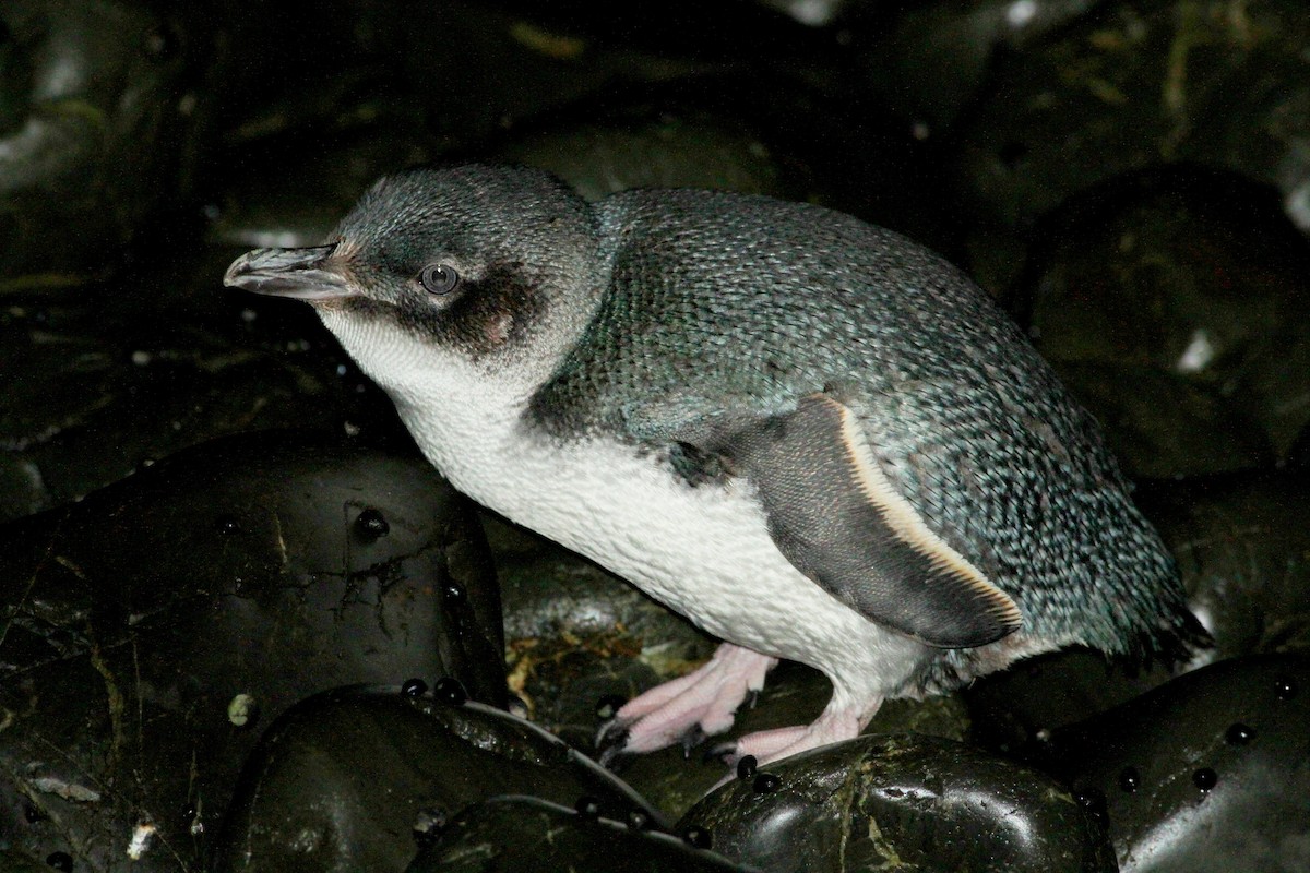 Пінгвін малий - ML134162691