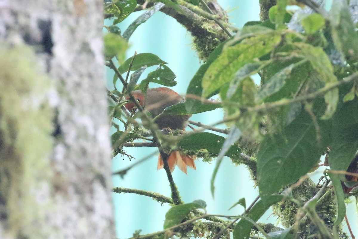 Red-faced Spinetail - ML134162721