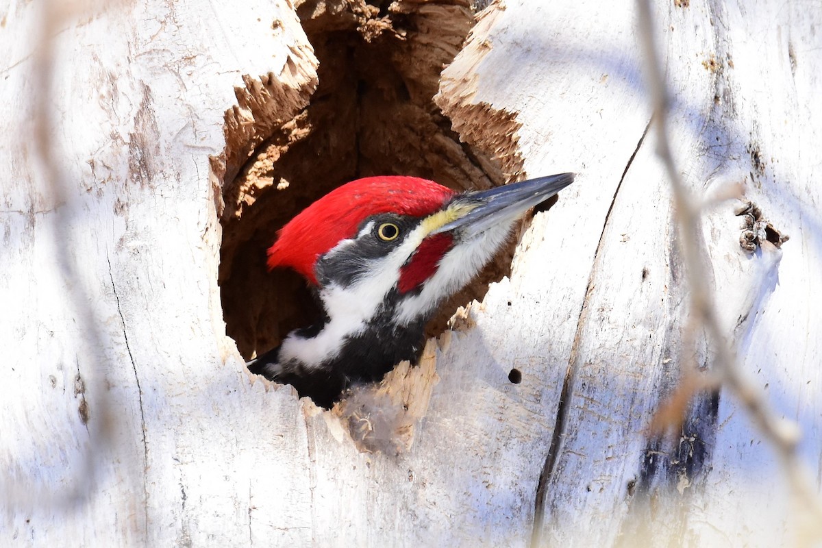 Pileated Woodpecker - Harold Ziolkowski