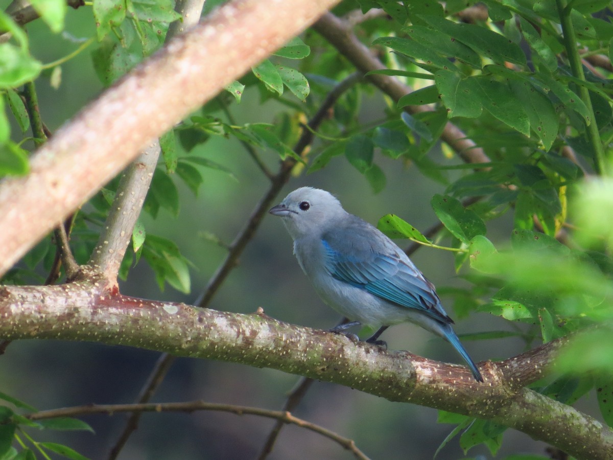 Blue-gray Tanager - ML134171121