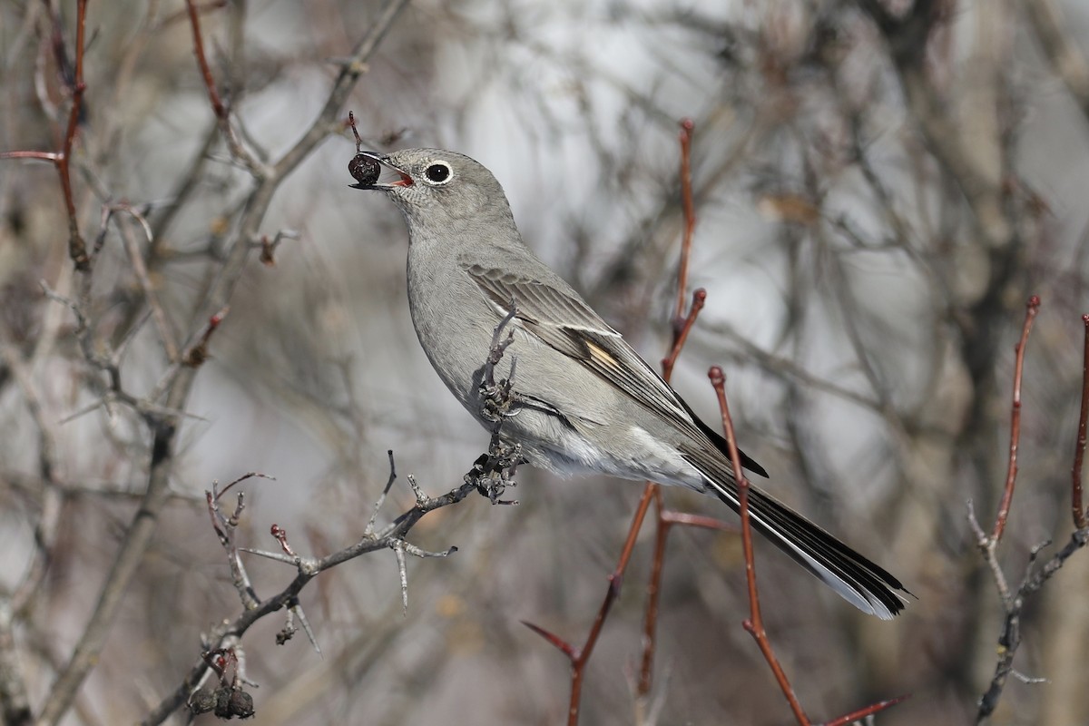 Townsend's Solitaire - ML134171431