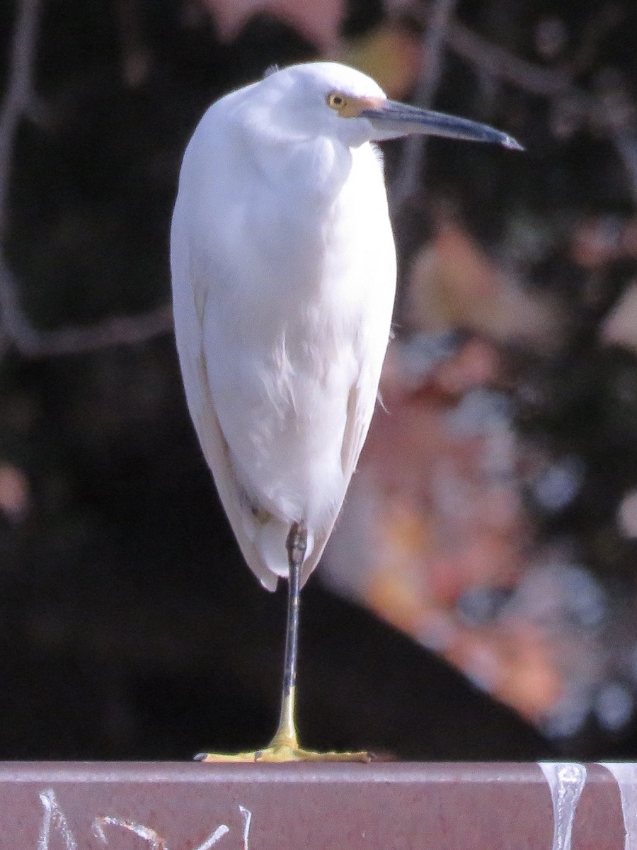 Snowy Egret - Nick Komar
