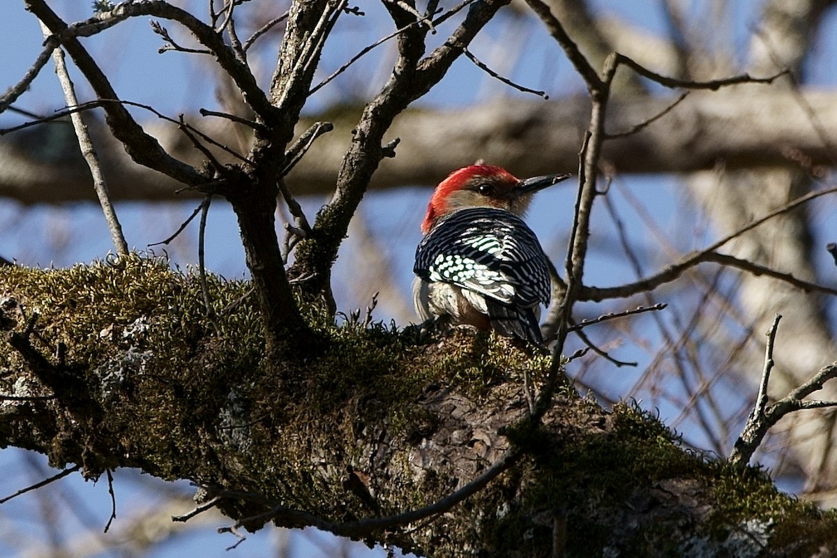 Red-bellied Woodpecker - Howard Haysom