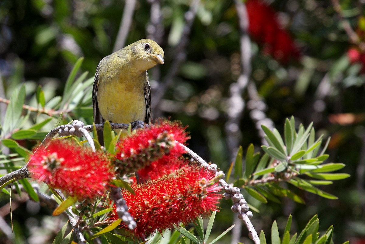 Western Tanager - ML134176081