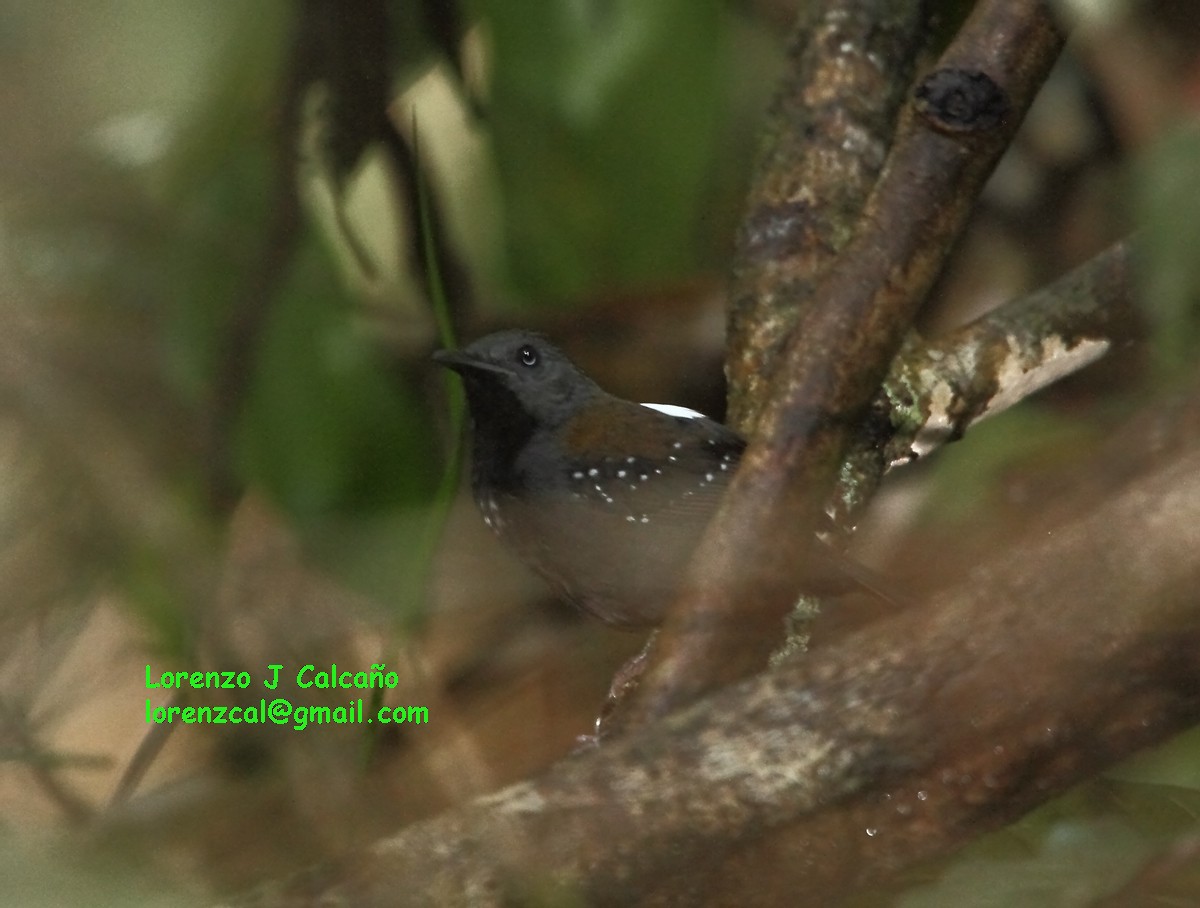 Black-throated Antbird - Lorenzo Calcaño