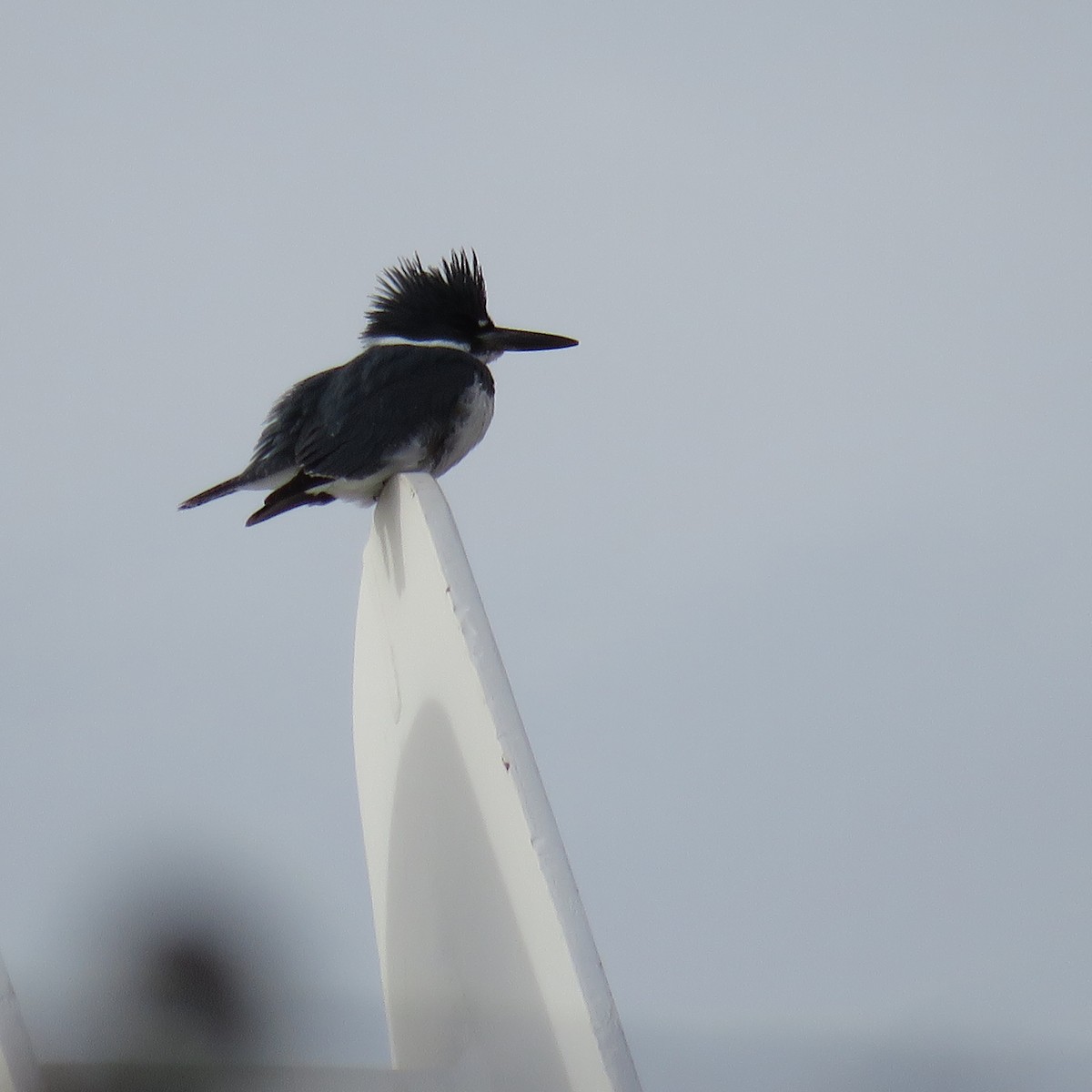 Belted Kingfisher - ML134181071