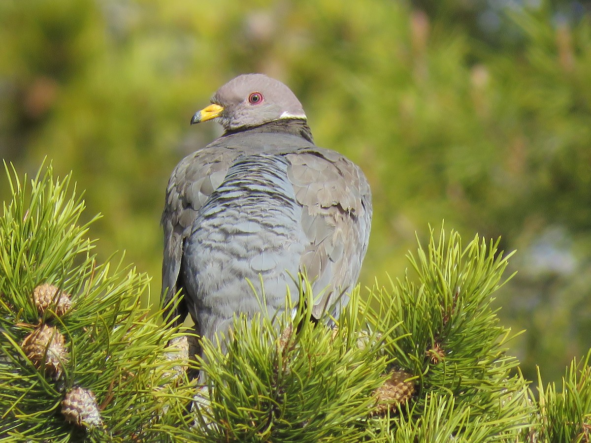 Band-tailed Pigeon - Myron Gerhard