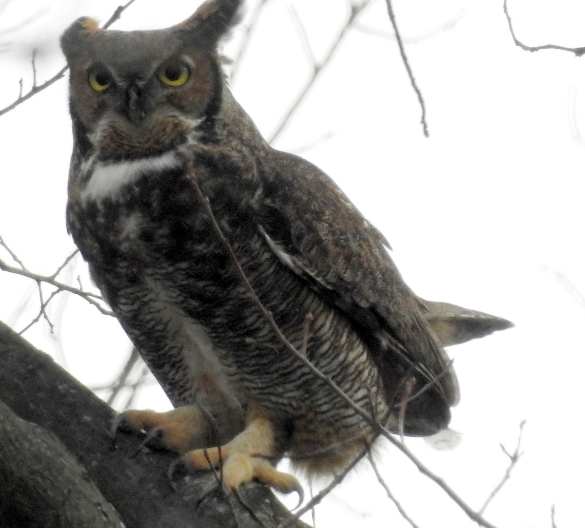 Great Horned Owl - ML134190741