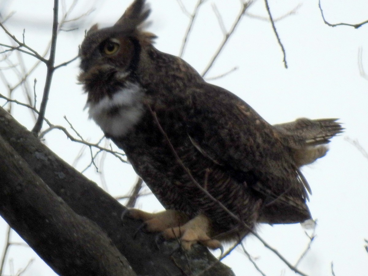 Great Horned Owl - ML134190951