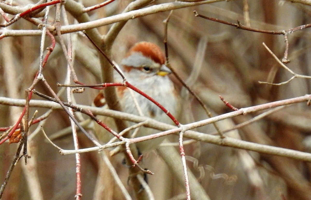American Tree Sparrow - ML134191561