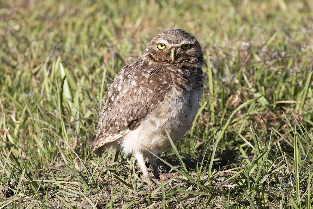 Burrowing Owl - ML134191791