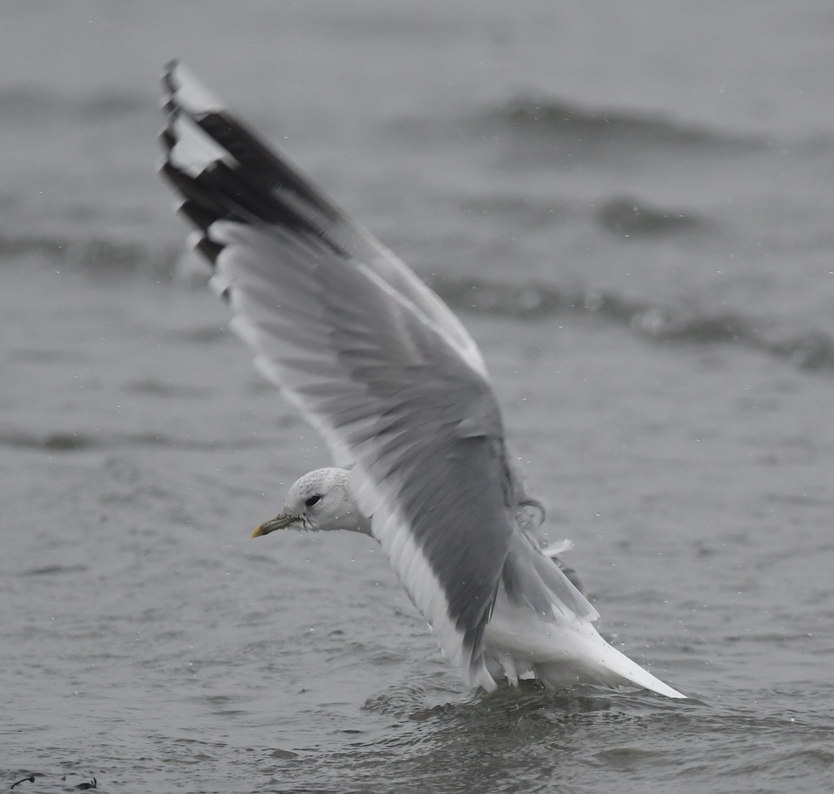 Common Gull (European) - Suzanne Sullivan
