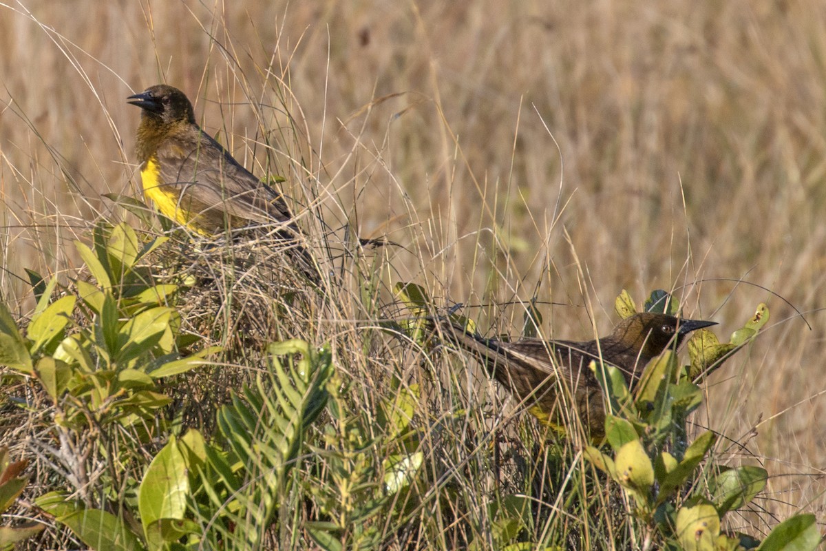 Brown-and-yellow Marshbird - Steven Whitebread
