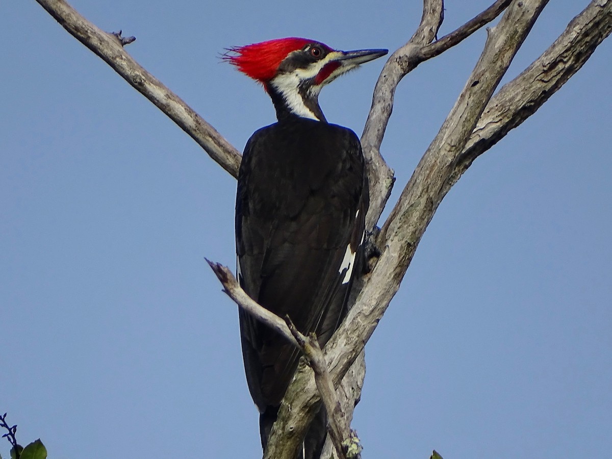 Pileated Woodpecker - ML134194811