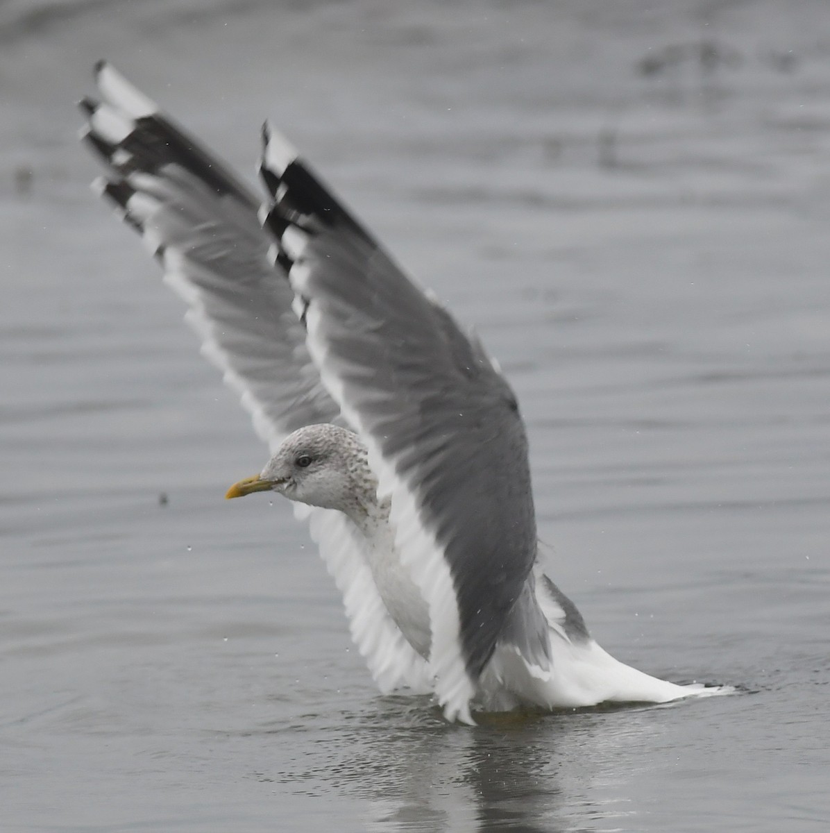 Common Gull (Kamchatka) - Suzanne Sullivan