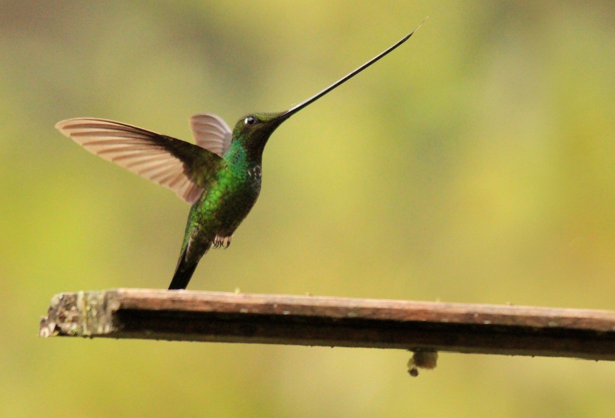 Sword-billed Hummingbird - carlos vasquez