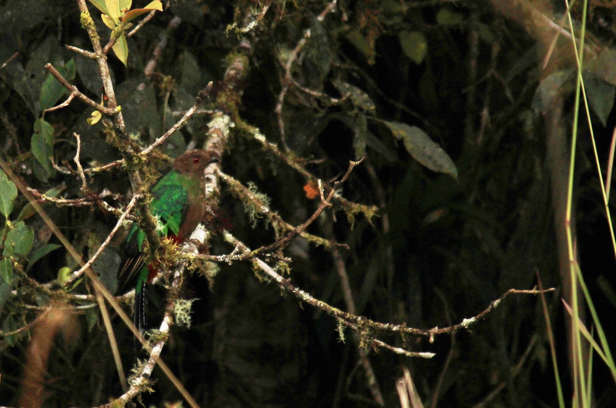 Crested Quetzal - ML134195941