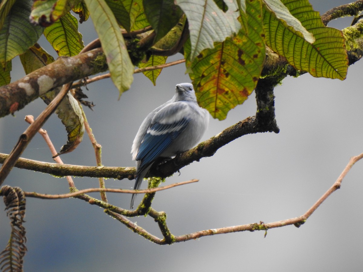 Blue-gray Tanager - ML134196181