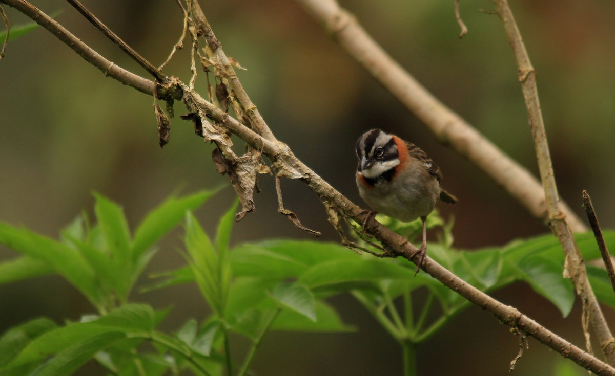 Rufous-collared Sparrow - carlos vasquez