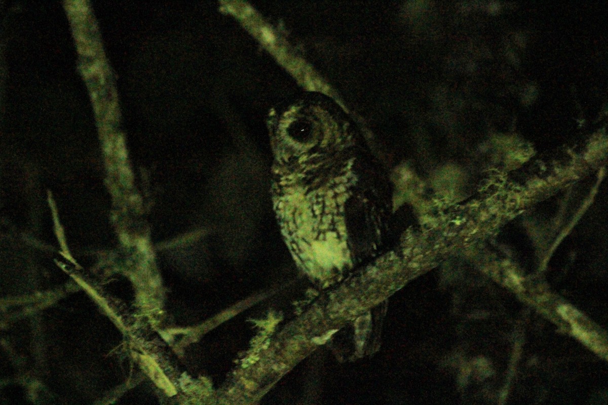 Rufous-banded Owl - ML134197211