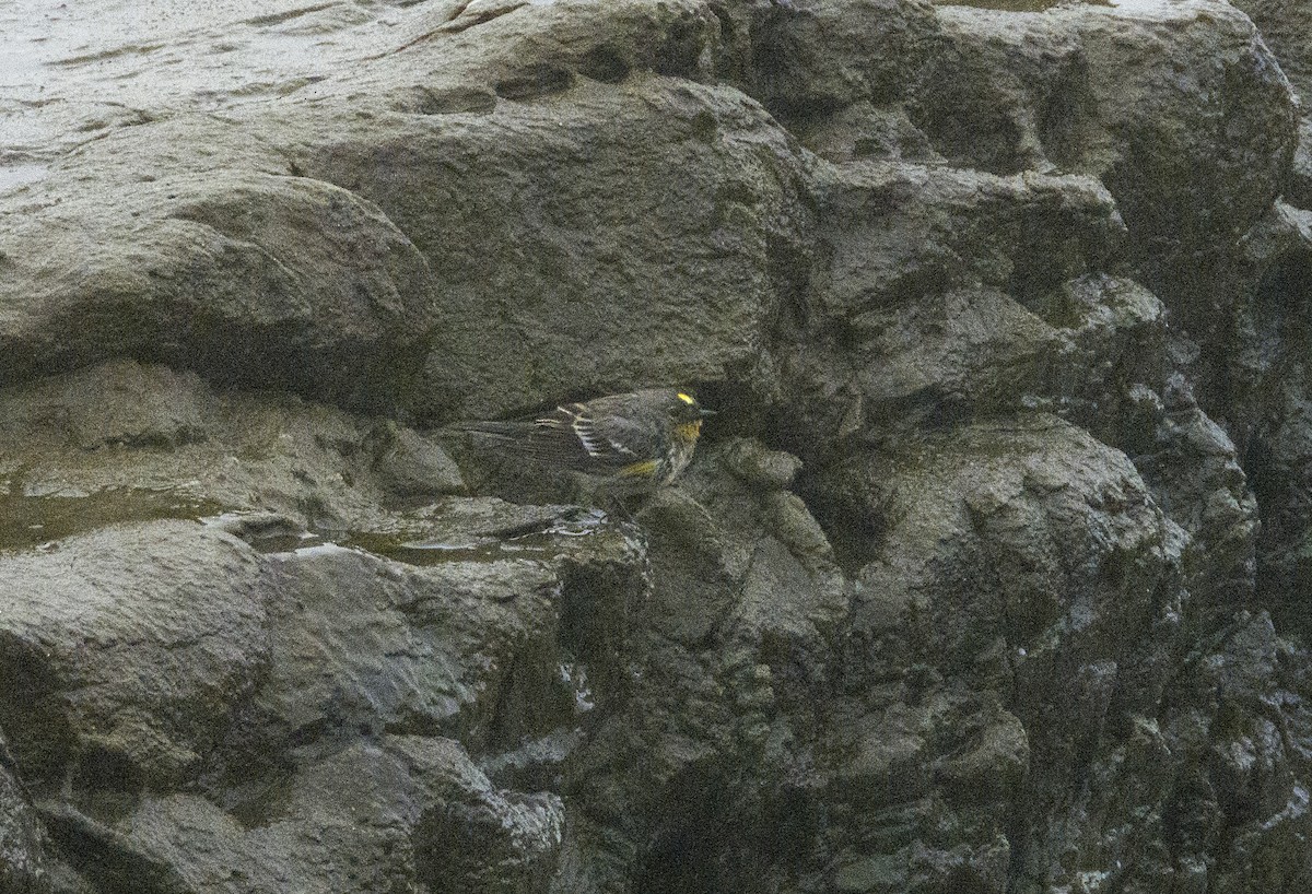 Yellow-rumped Warbler (Audubon's) - Norman Pillsbury