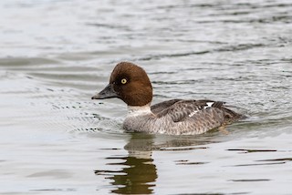 Common Goldeneye