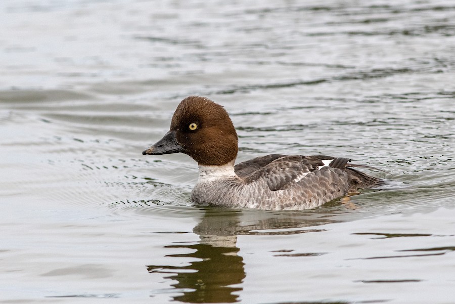 Common Goldeneye