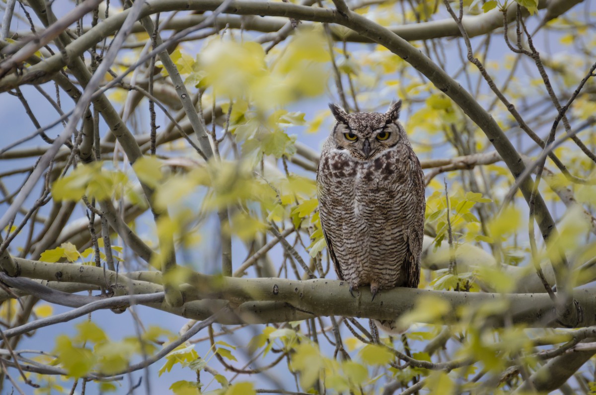 Lesser Horned Owl - ML134198811