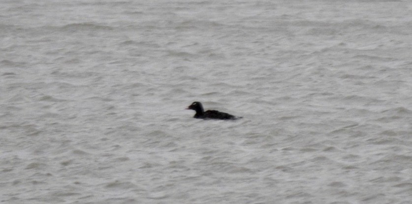 White-winged Scoter - Candy Giles