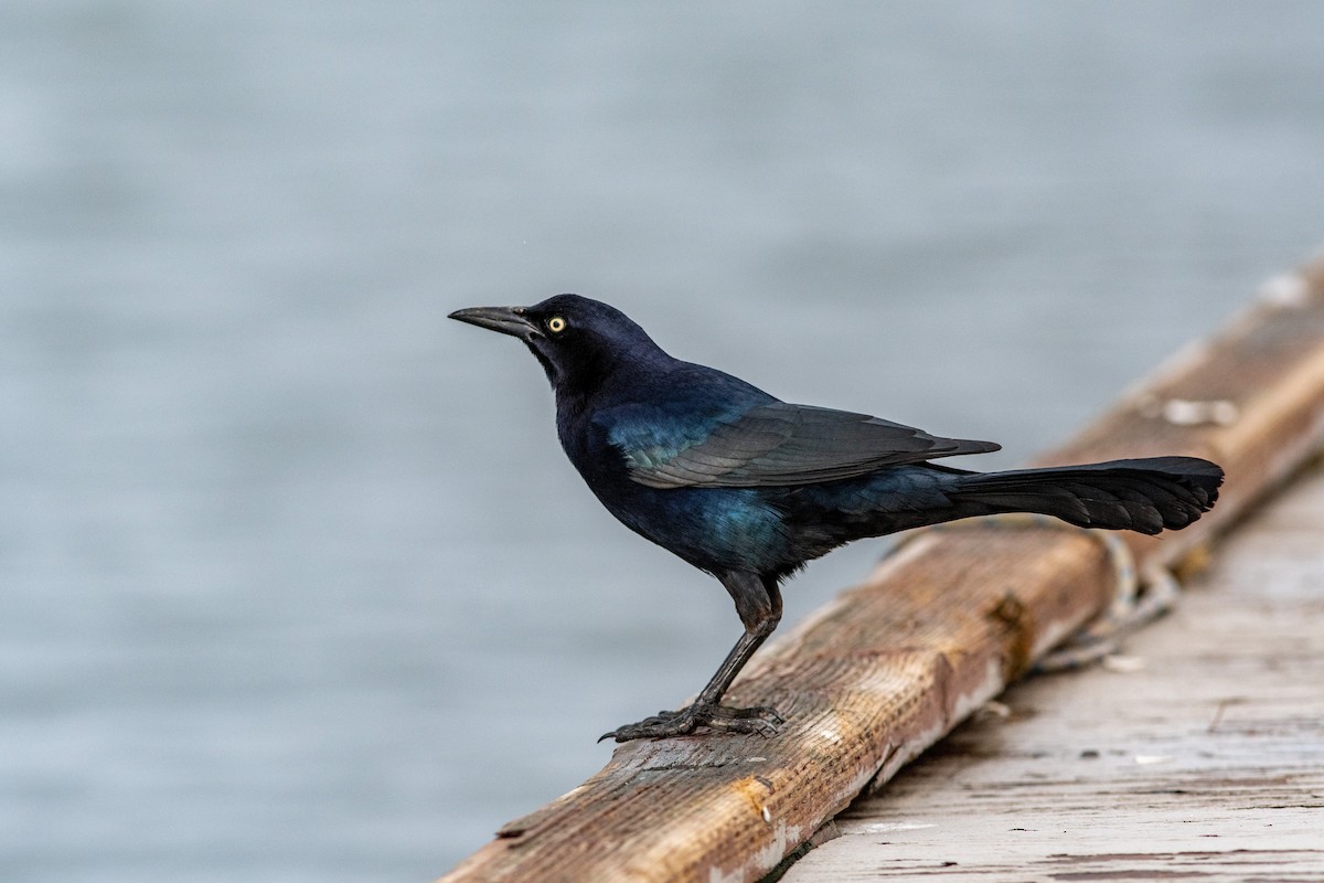 Great-tailed Grackle - ML134198961