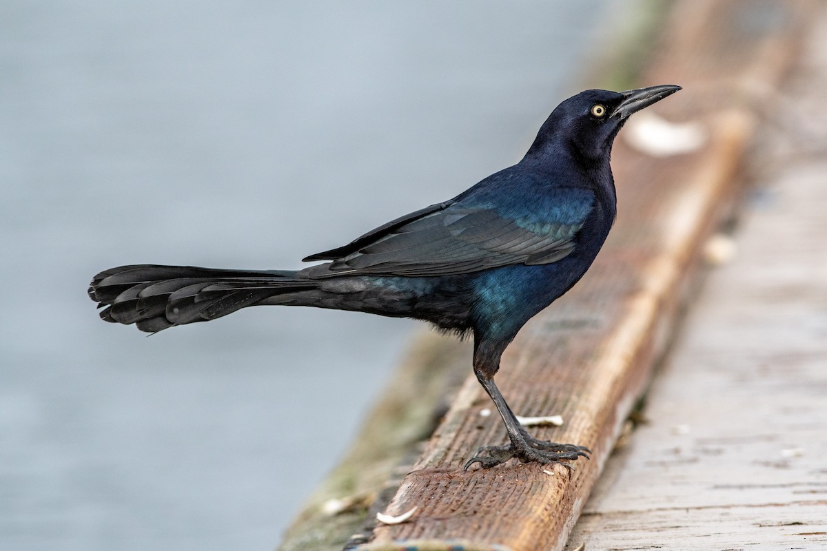 Great-tailed Grackle - ML134198981