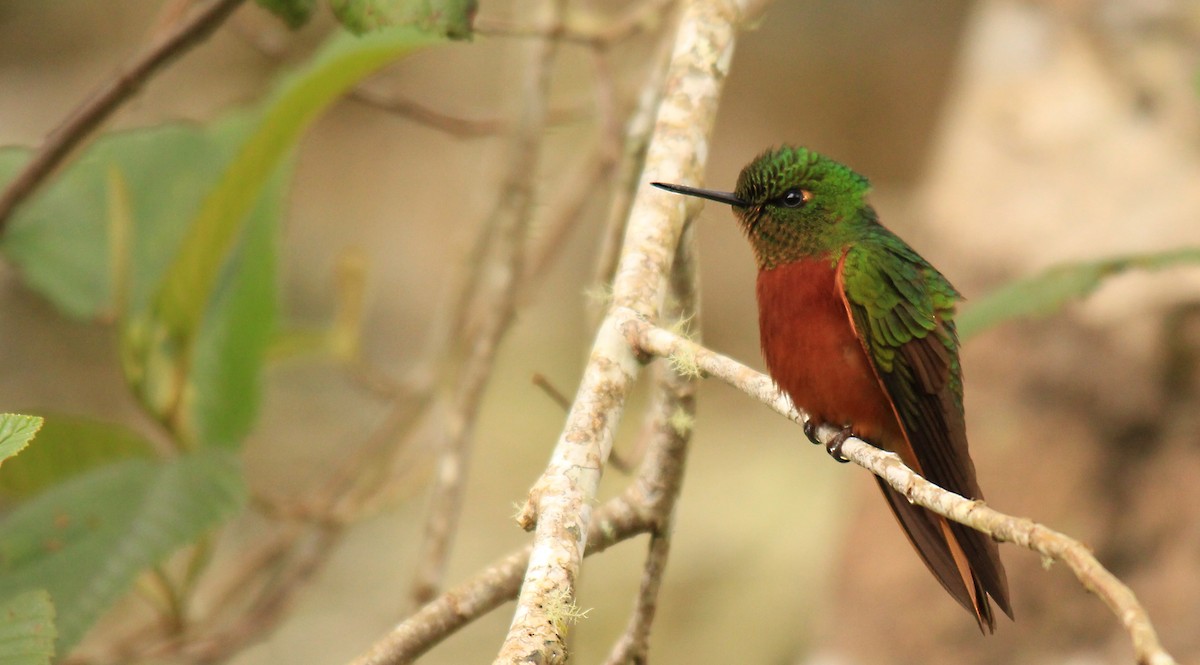 kolibřík peruánský - ML134200131