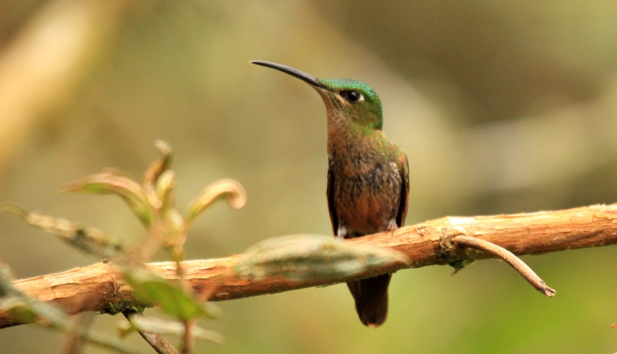 kolibřík hnědobřichý - ML134200481