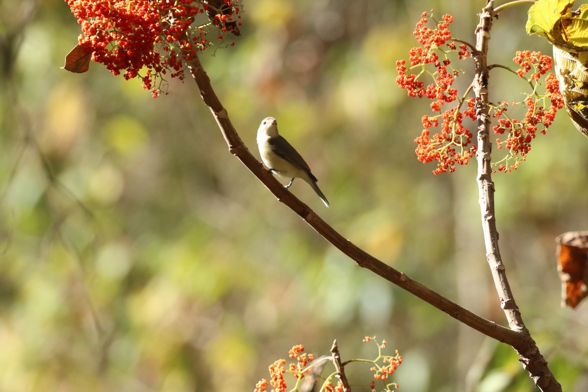 Warbling Vireo - Andrew E and Rebecca A Steinmann