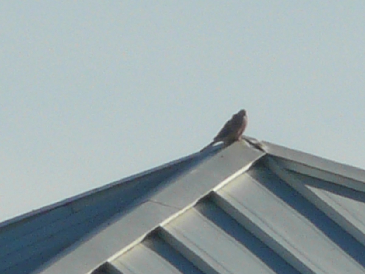 eBird Checklist 9 Jan 2019 Honeymoon Island SP 29 species