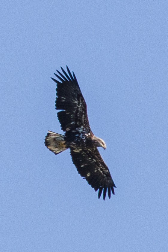 Bald Eagle - Kenny Younger