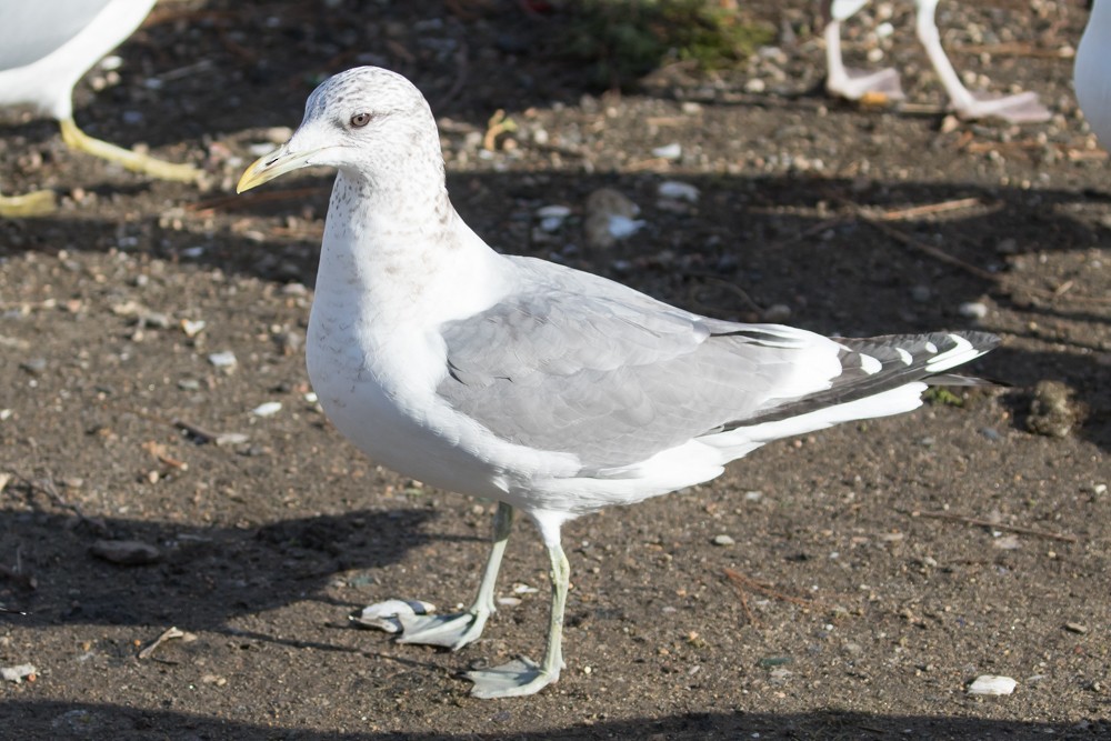 Common Gull (Kamchatka) - ML134207941