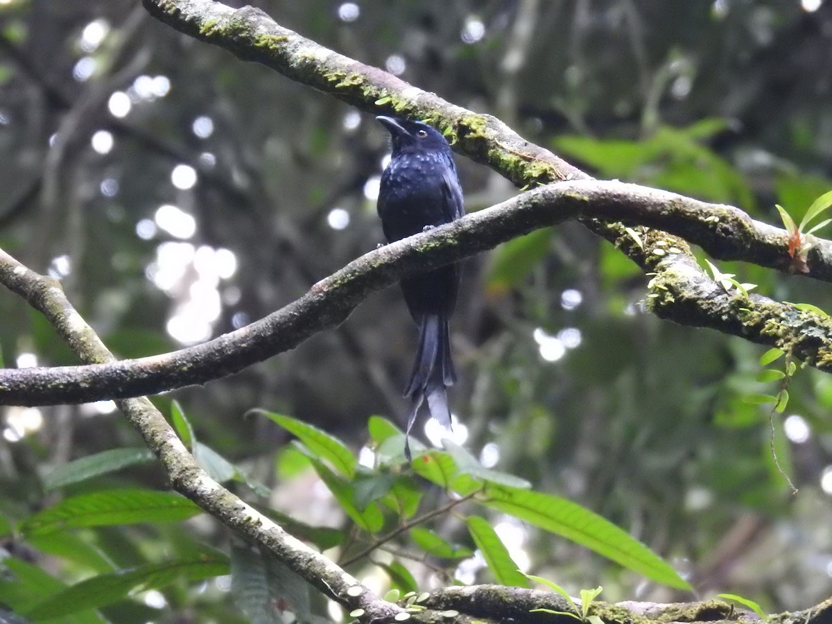 Greater Racket-tailed Drongo - ML134208511