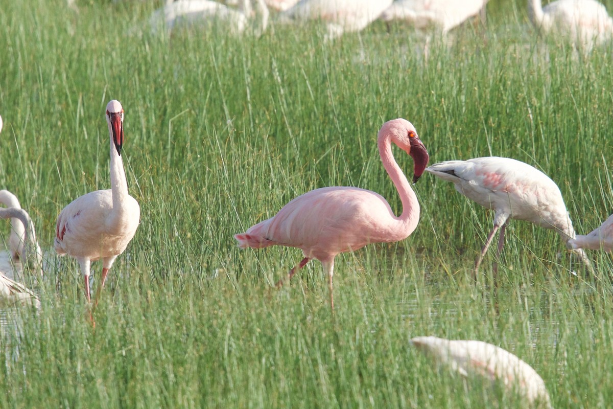 Lesser Flamingo - ML134214191