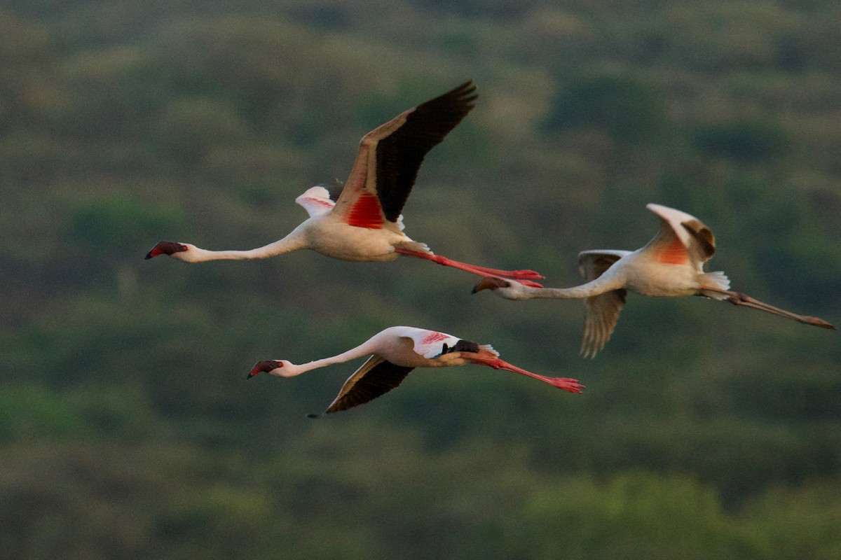 Lesser Flamingo - Qin Huang