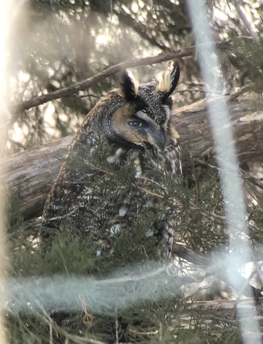 Long-eared Owl - Michael Gray