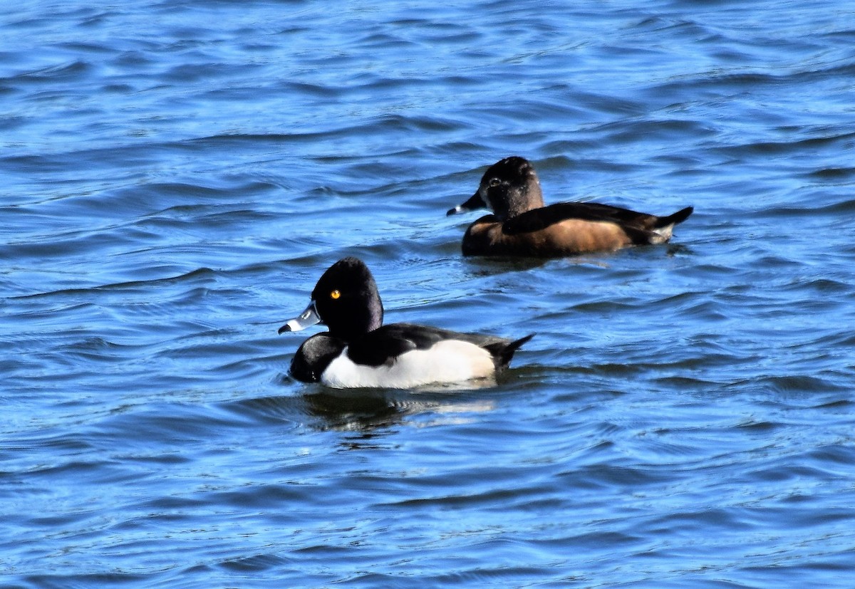 Ring-necked Duck - Pam Vercellone-Smith