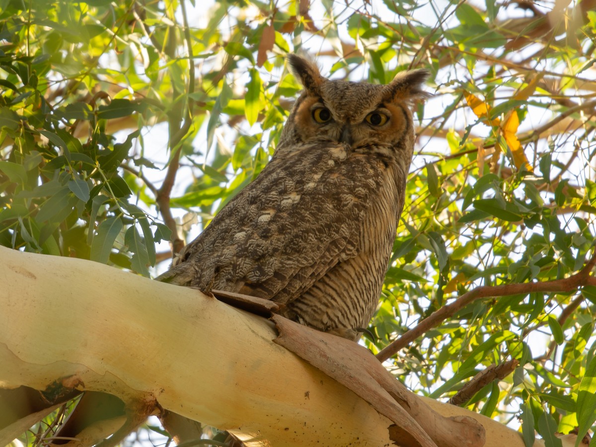 Great Horned Owl - ML134216131