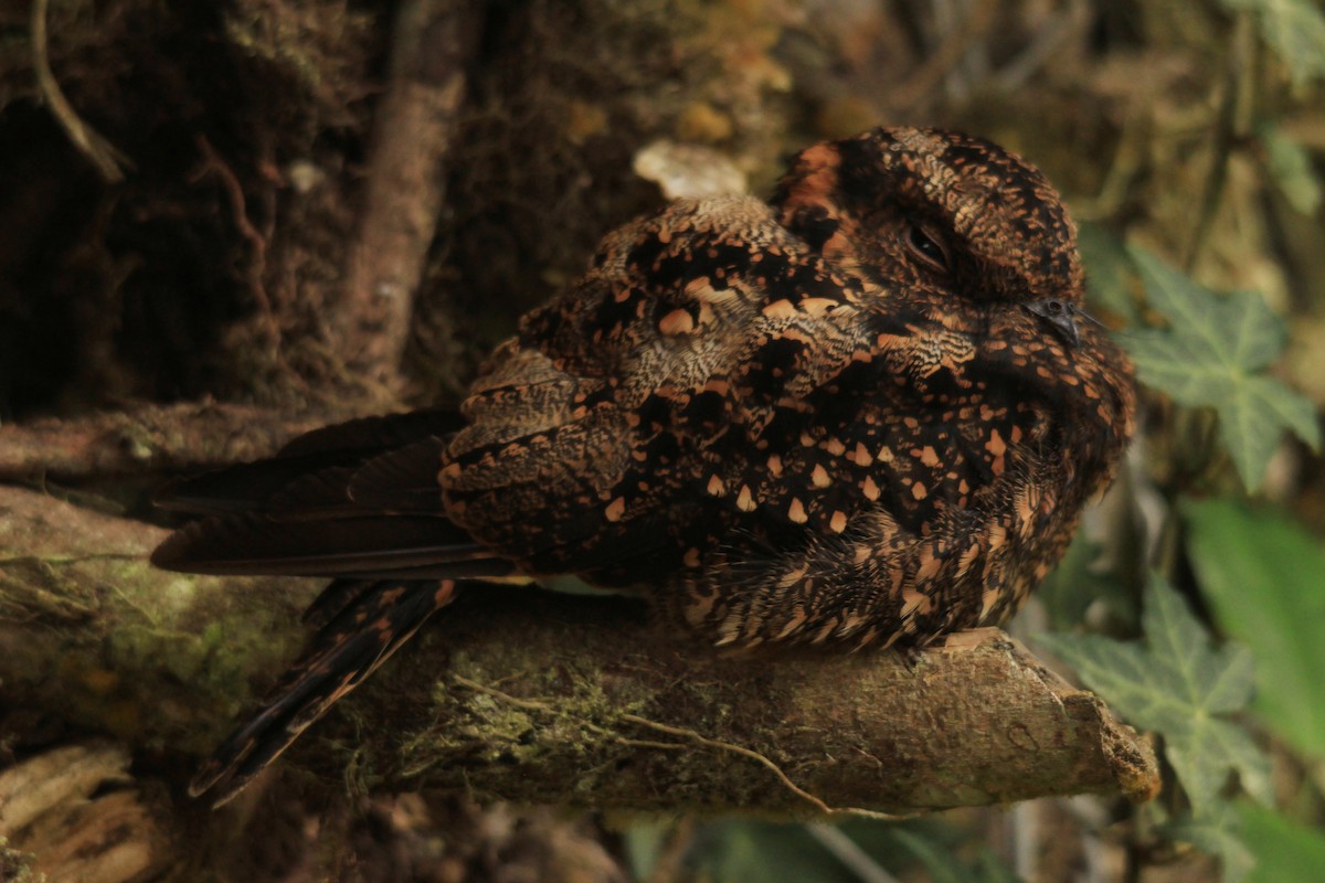 Lyre-tailed Nightjar - carlos vasquez